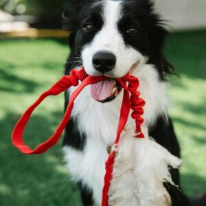 Collars & Leashes